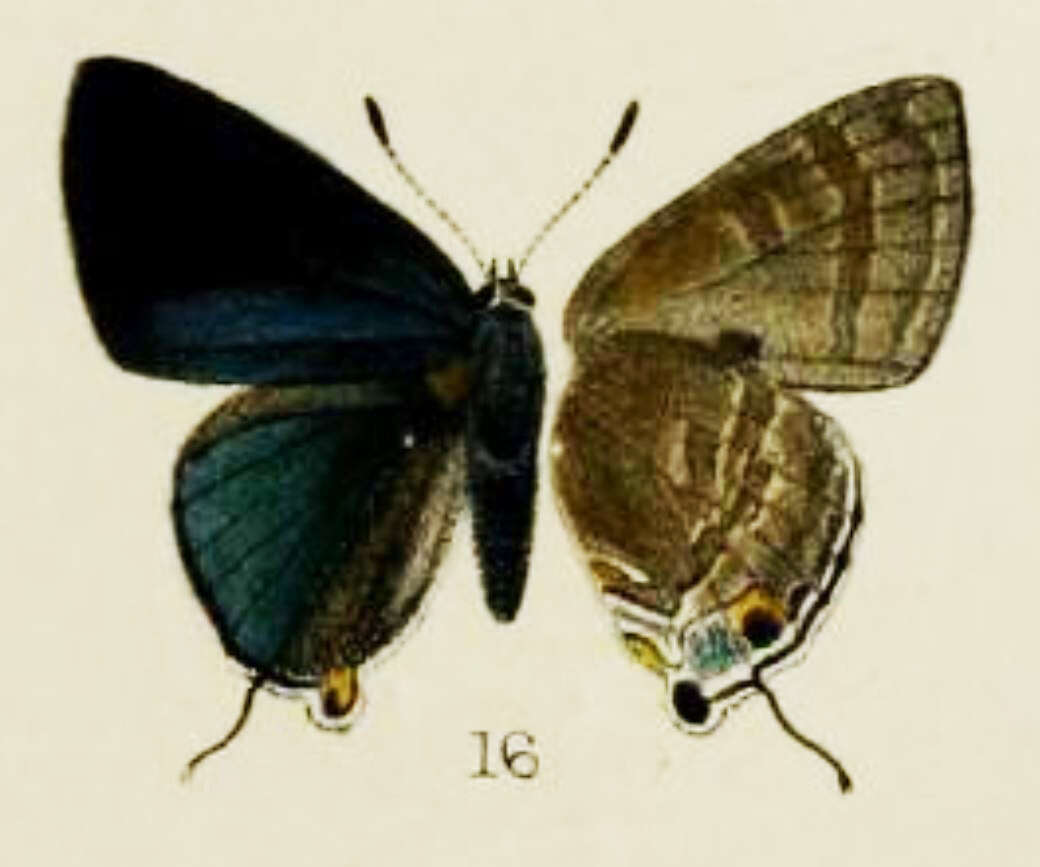 Image of Rapala varuna (Horsfield 1829)