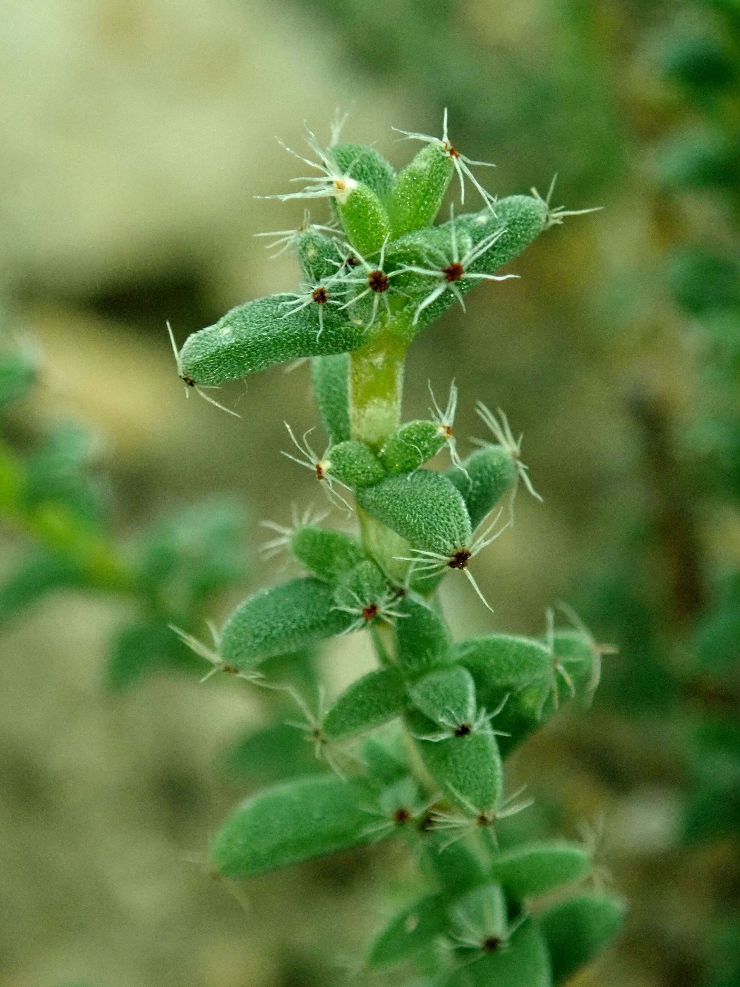 Imagem de Trichodiadema bulbosum (Haw.) Schwant.