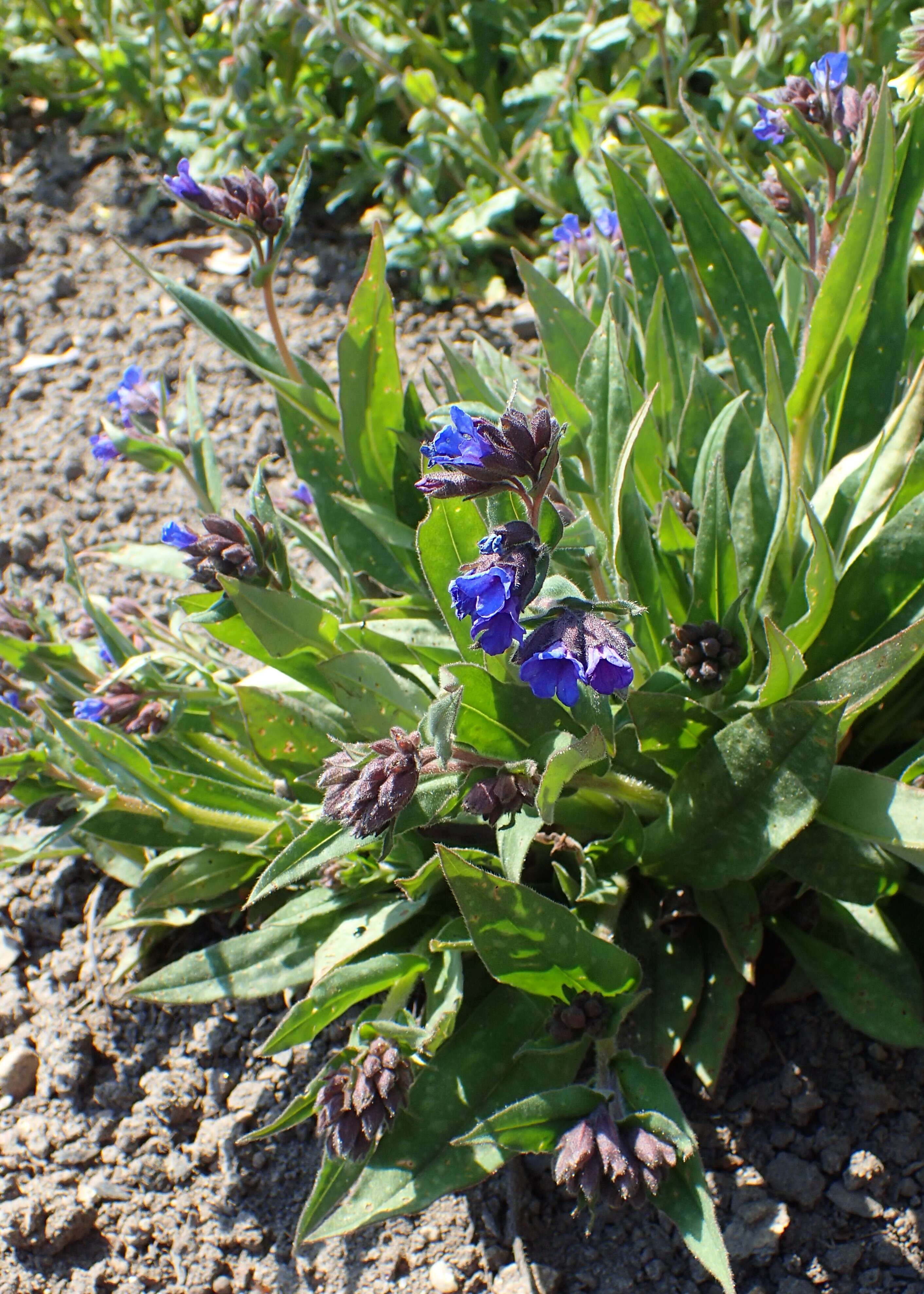 Image of Pulmonaria longifolia (Bast.) Boreau