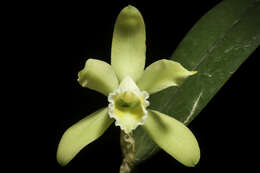 Image of Cattleya luteola Lindl.