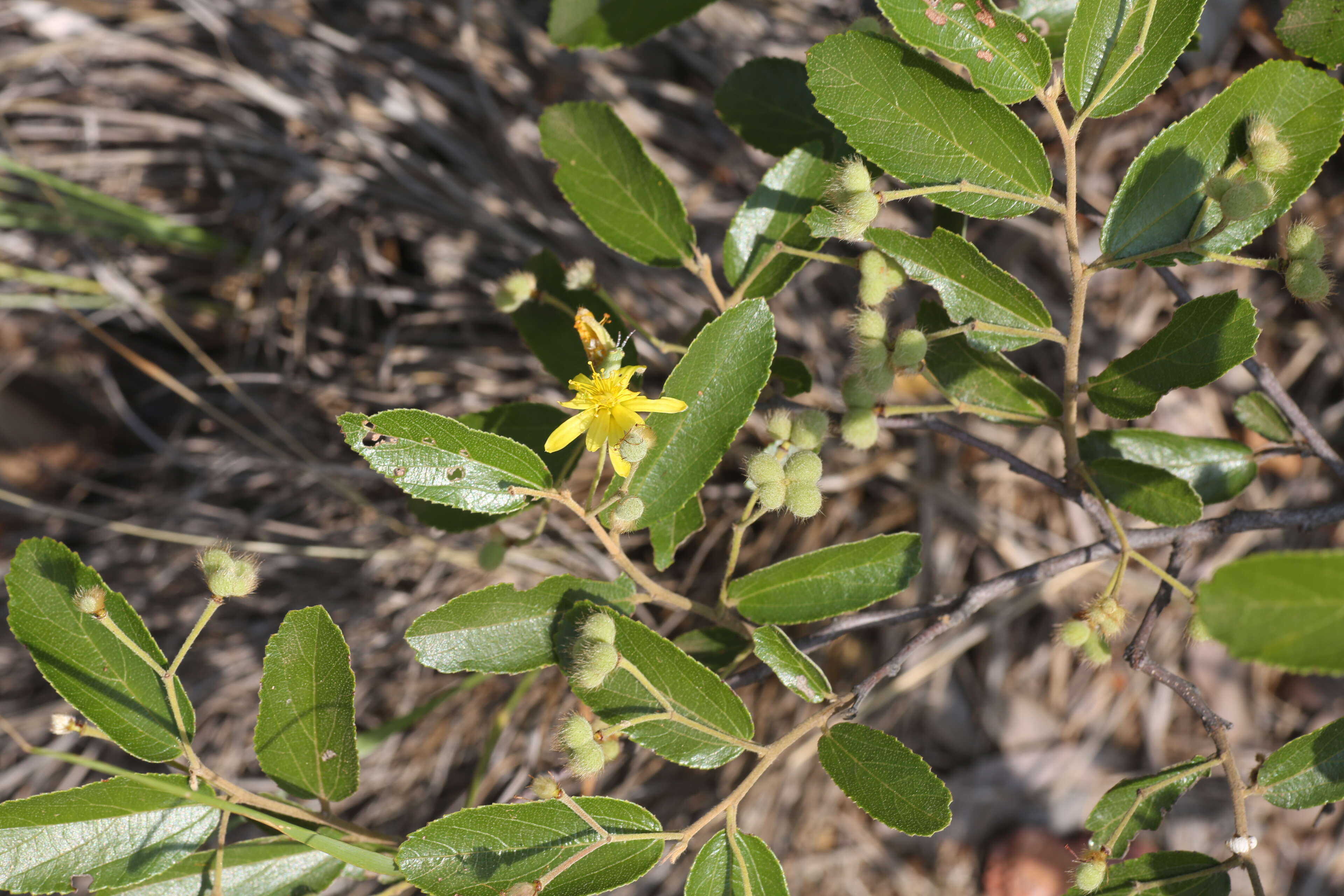 Image de Grewia flavescens Juss.