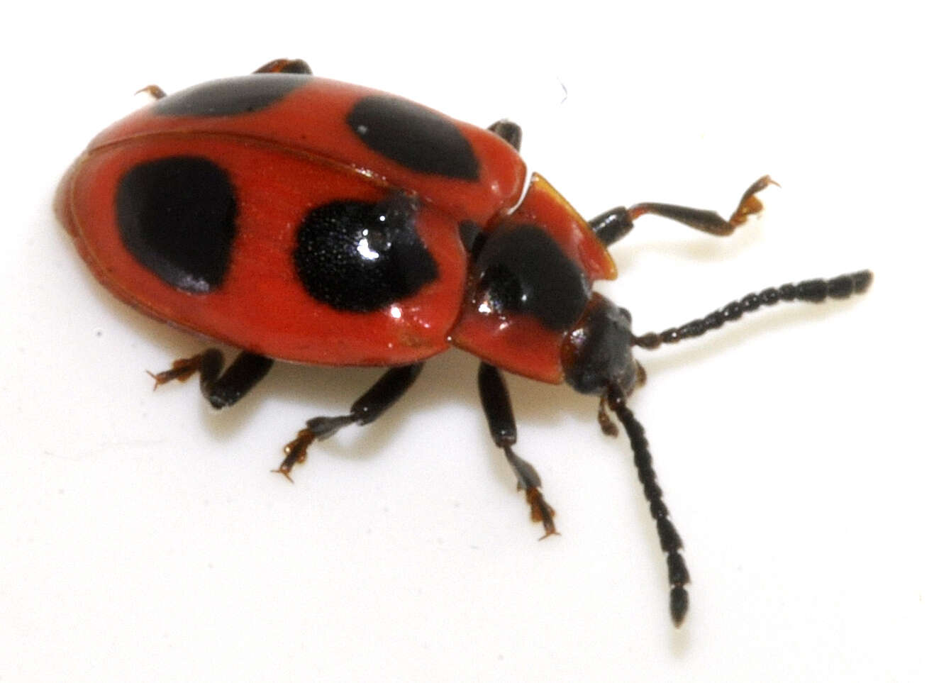 Image of False Ladybird