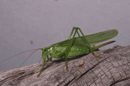 Image of Great green bushcricket