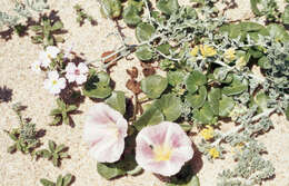 Plancia ëd Calystegia soldanella (L.) R. Br.