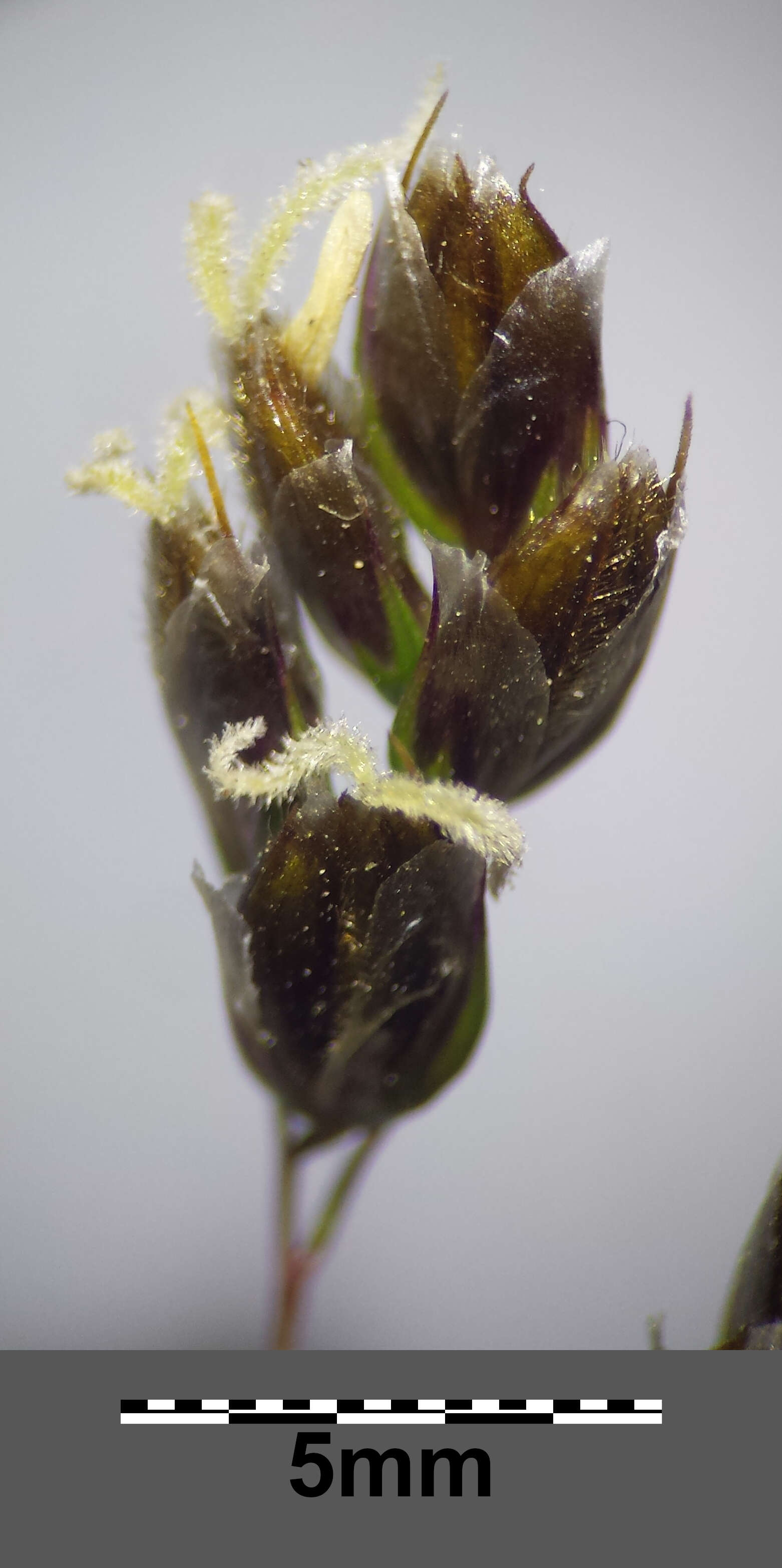 Image of Anthoxanthum australe (Schrad.) Veldkamp