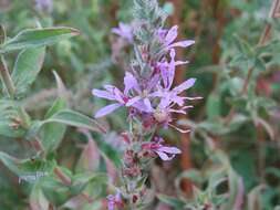 Image of Purple Loosestrife