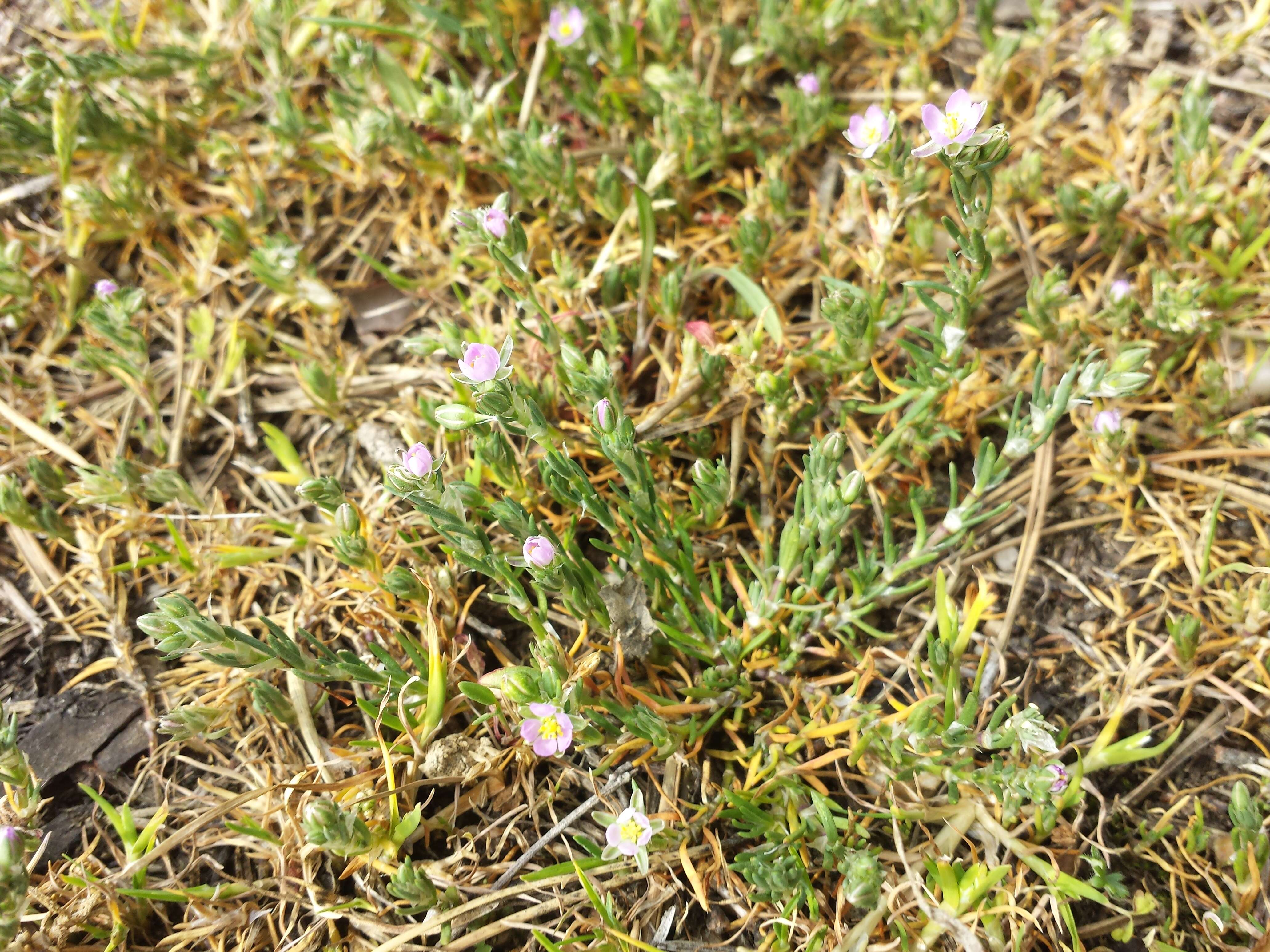 Plancia ëd Spergularia rubra (L.) J. Presl & C. Presl