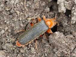 Image of Cantharis livida