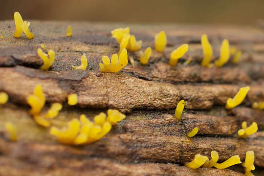 Image of Calocera cornea (Batsch) Fr. 1827