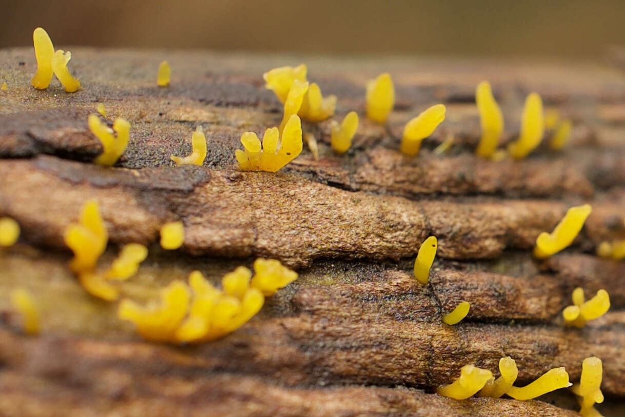 Image of Calocera cornea (Batsch) Fr. 1827