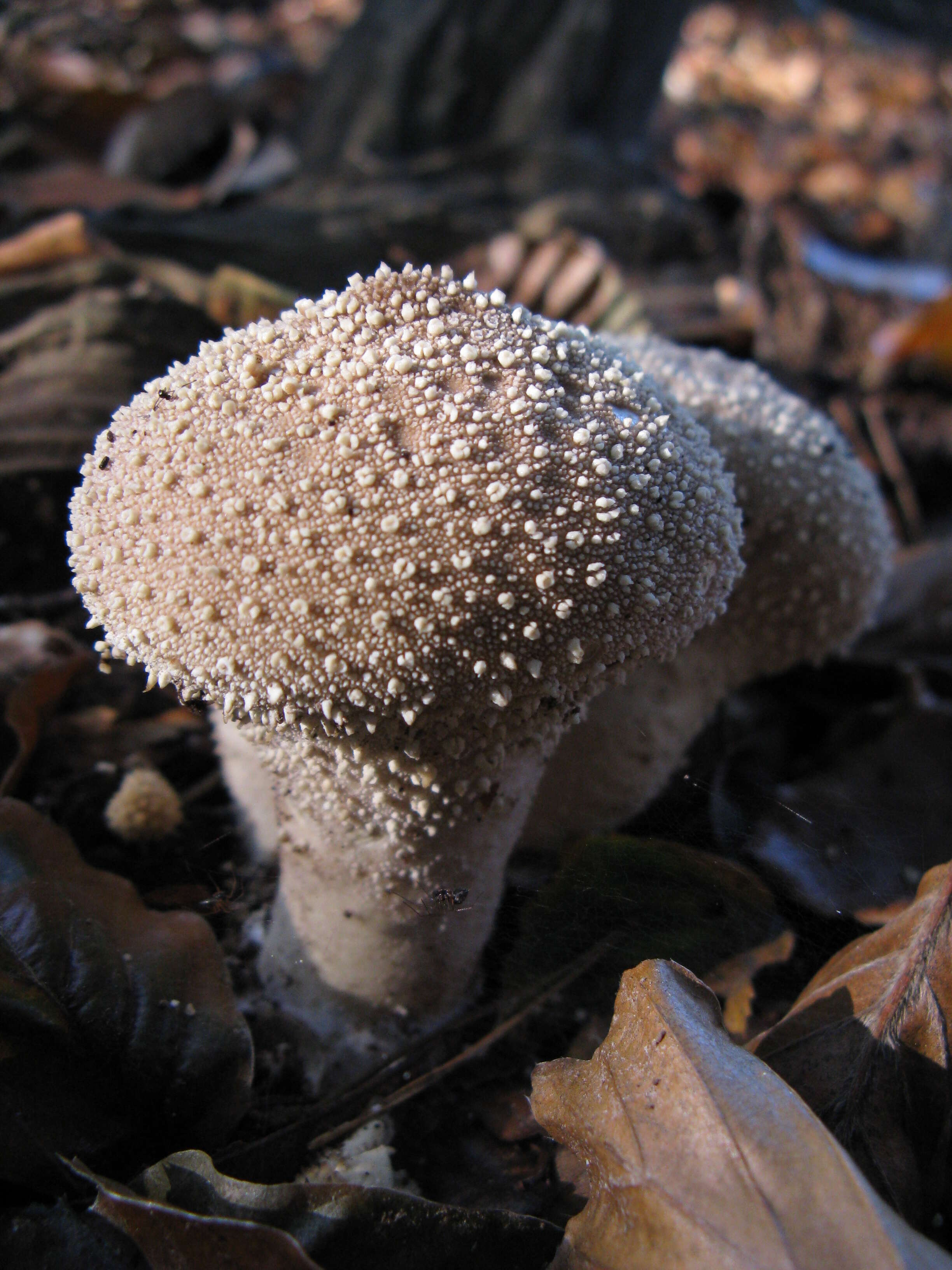 Imagem de Lycoperdon perlatum Pers. 1796