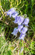 Image of Bearded Bellflower