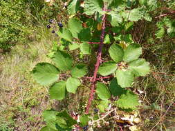 Image of Himalayan blackberry