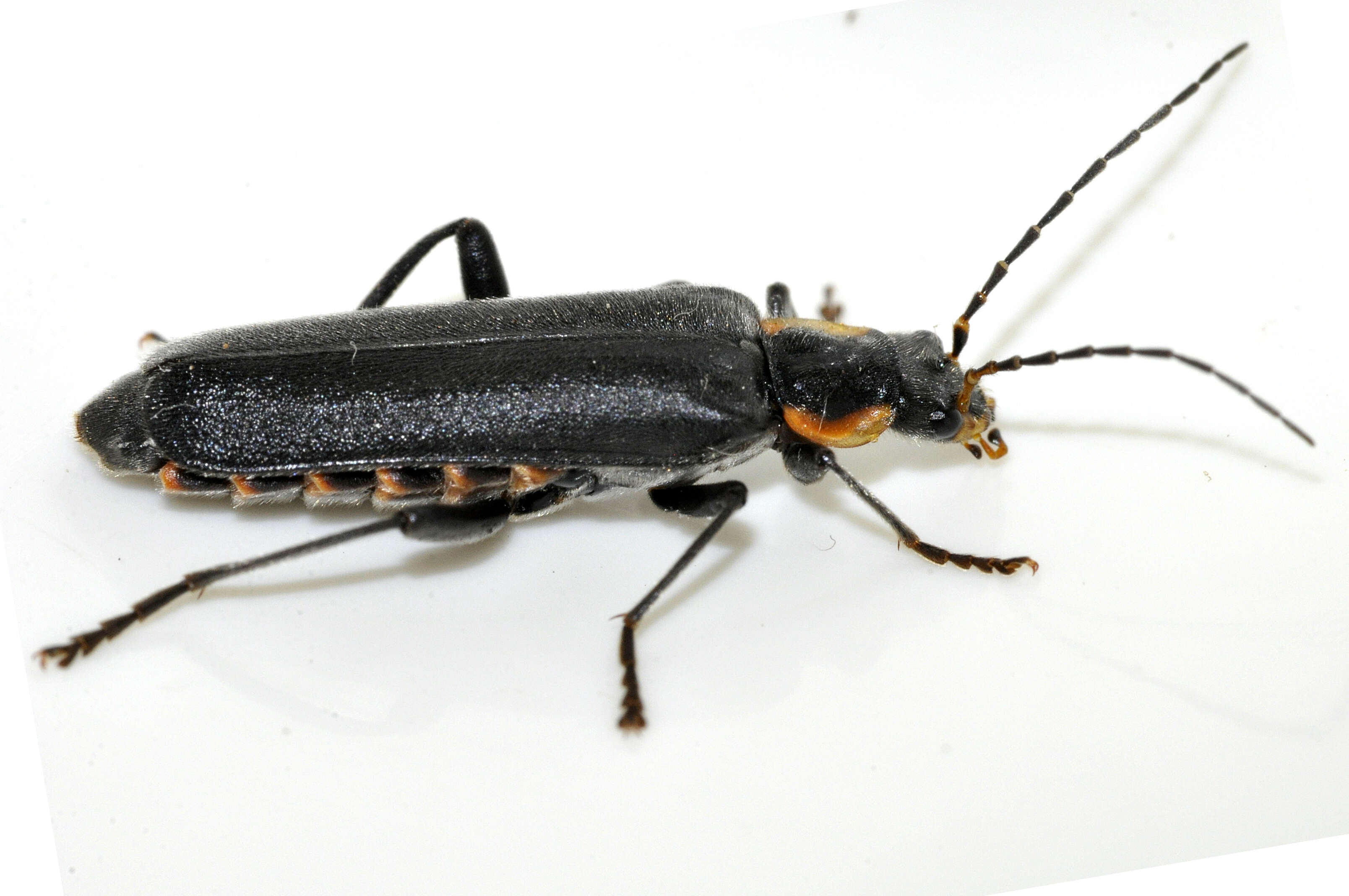 Image of Cantharis obscura