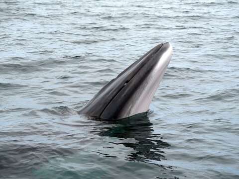 Image de Baleinoptère à museau pointu