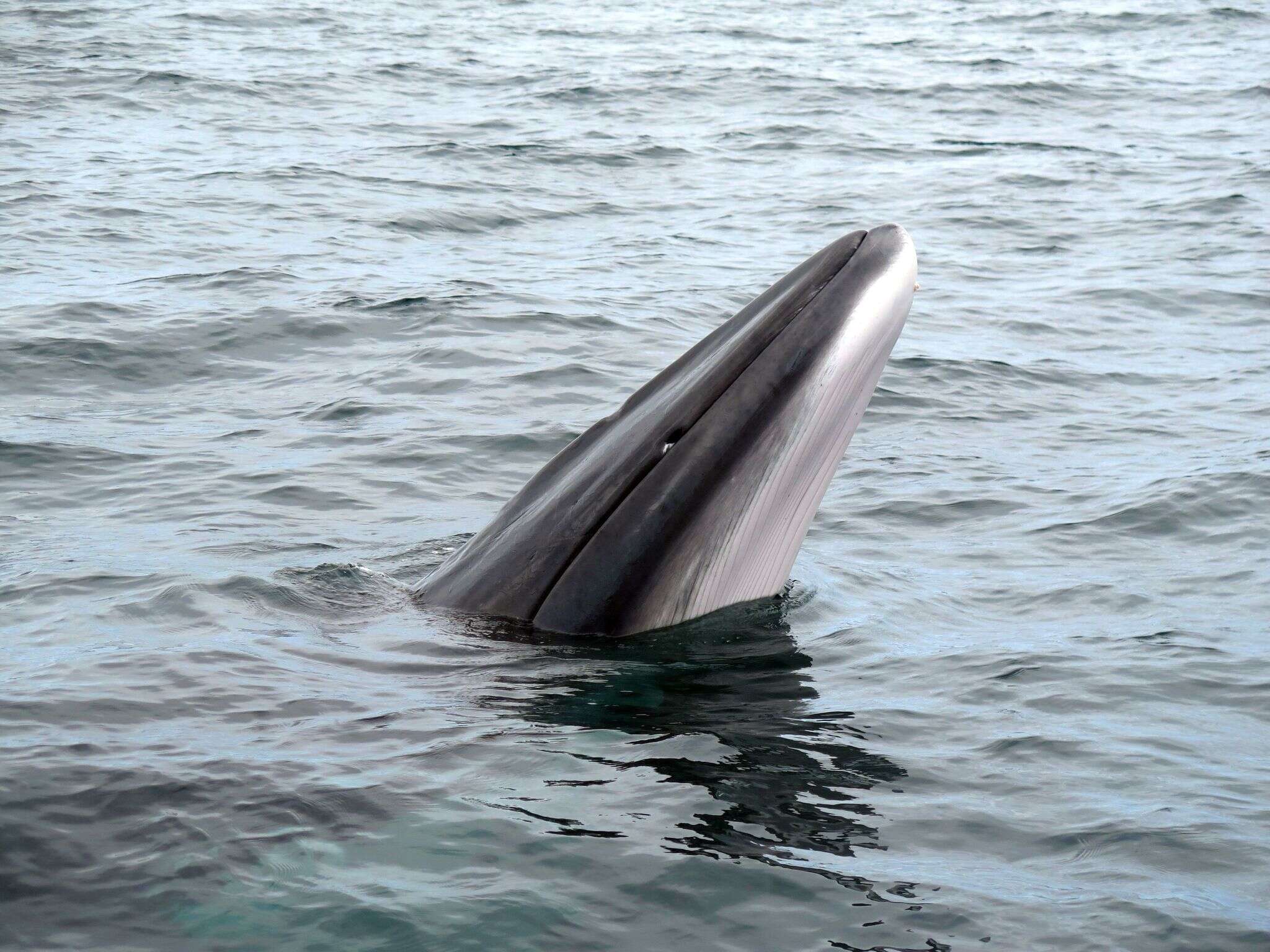 Image of Common Minke Whale