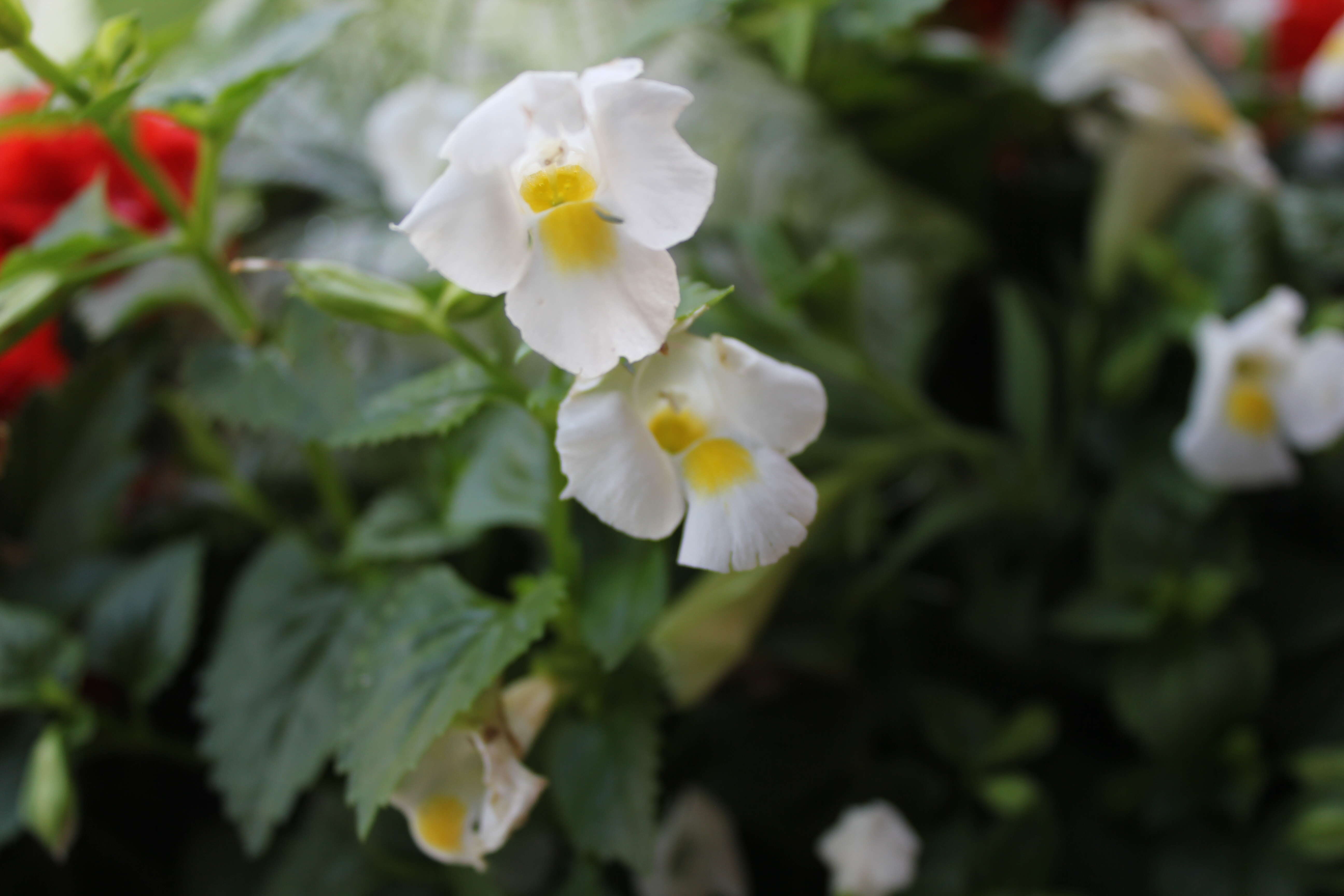 Image of torenia