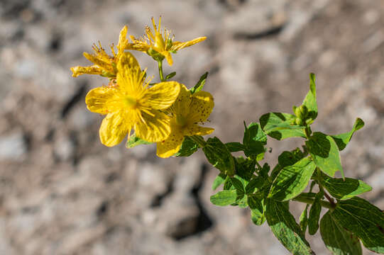 Image of spotted St. Johnswort