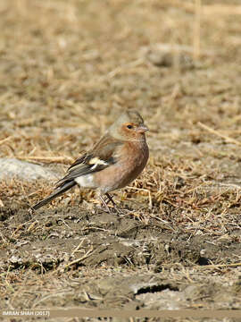 Image of Fringilla Linnaeus 1758