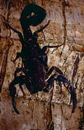 Image of Tityus obscurus (Gervais 1843)