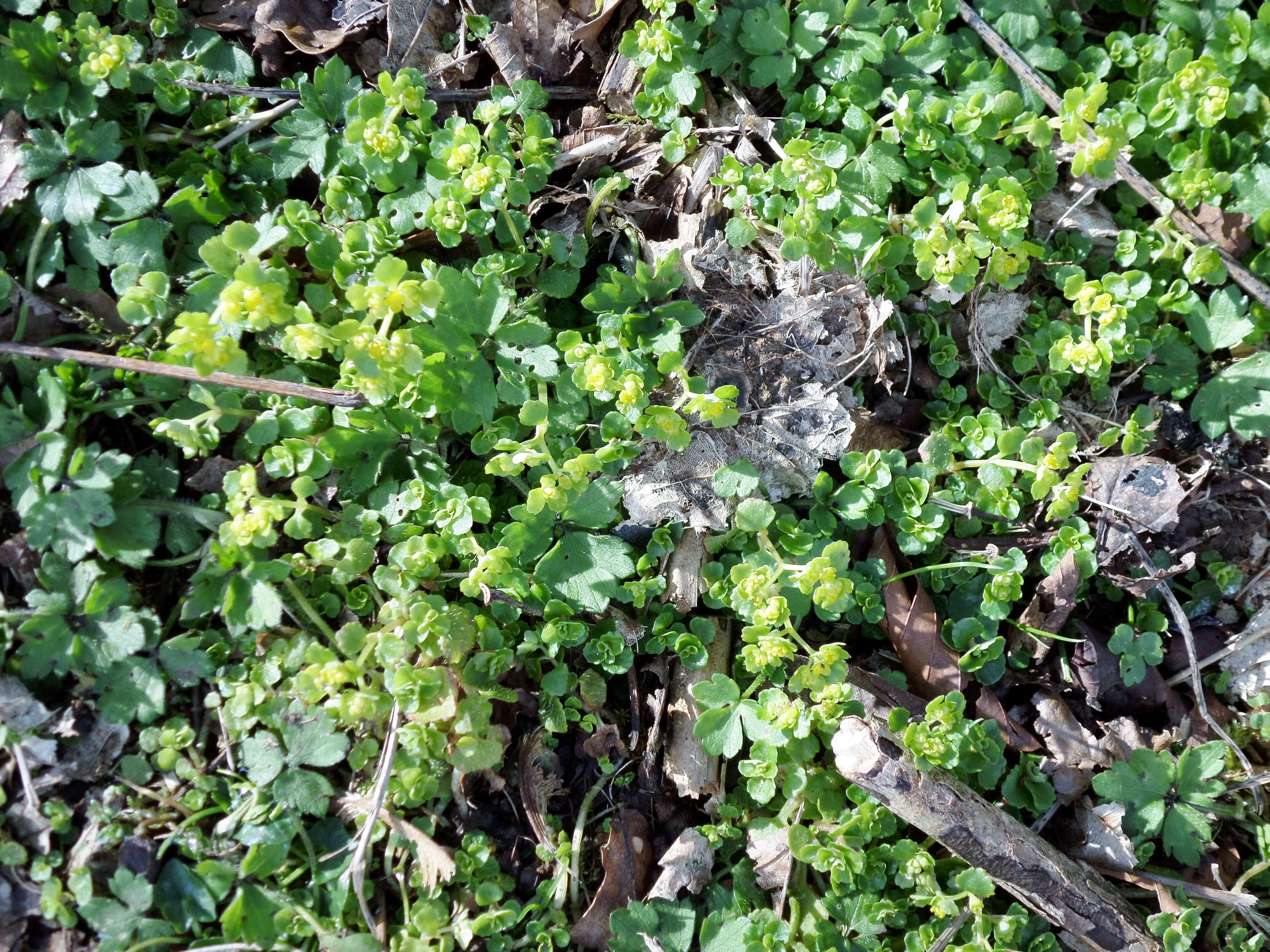 Image of Opposite-leaved Golden Saxifrage