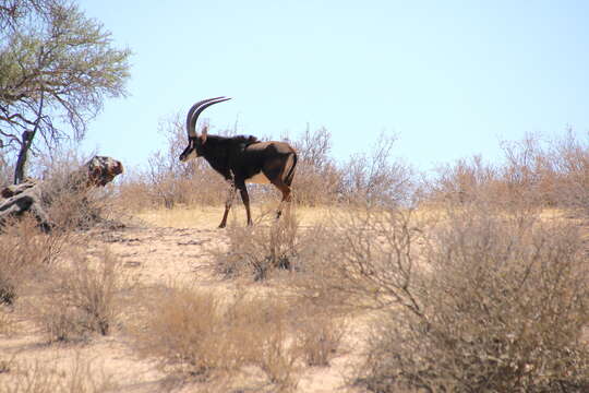 Image of Sable Antelope