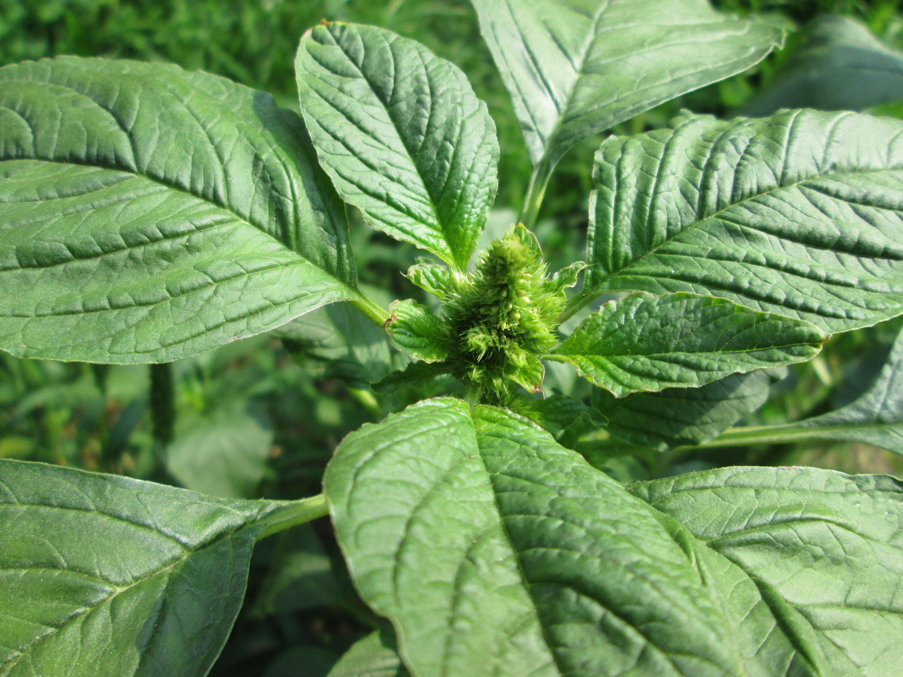 Image of redroot amaranth