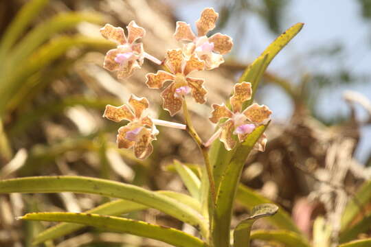 Plancia ëd Vanda tessellata (Roxb.) Hook. ex G. Don