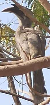 Image of Indian Grey Hornbill