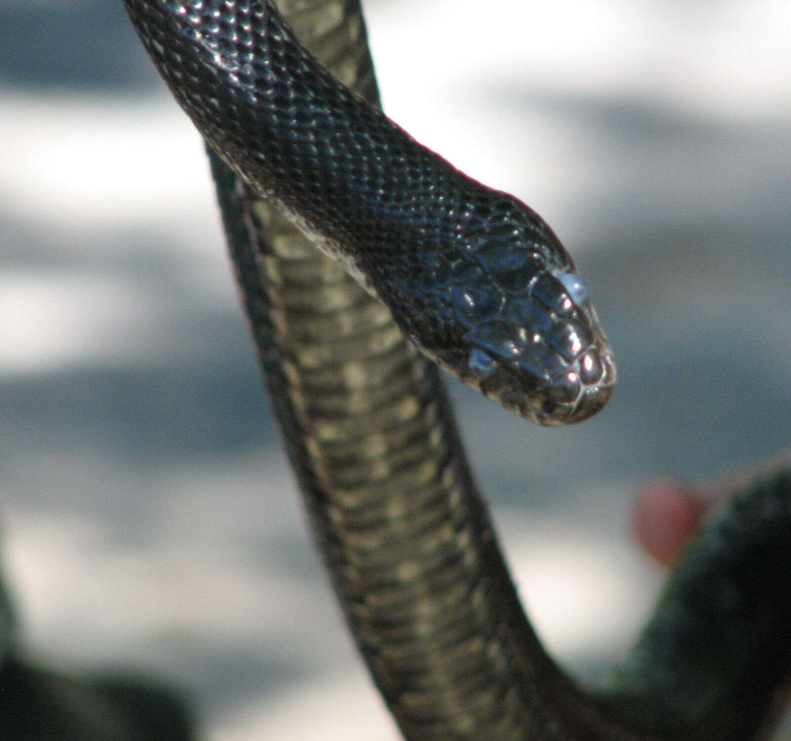 Image of black rat snake