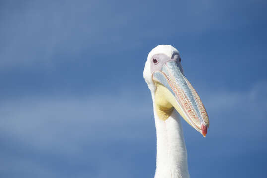 Image of Great White Pelican