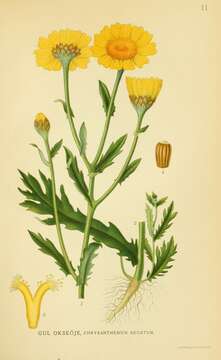 Image of corndaisy