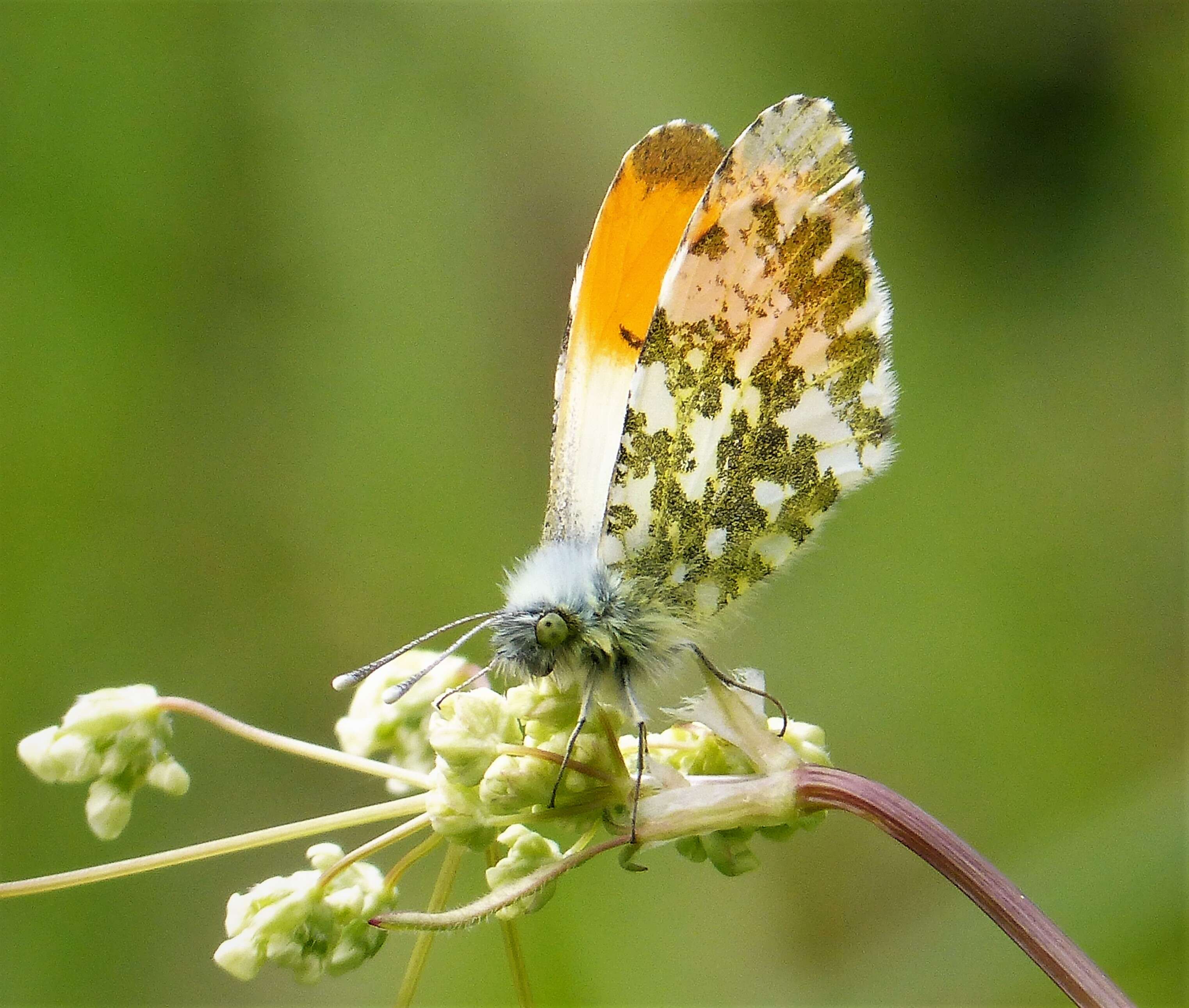 Image of orange tip