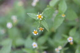 Galinsoga parviflora Cav. resmi