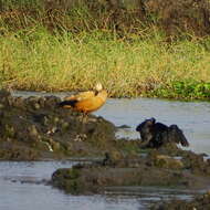 Image of Ruddy Shelduck