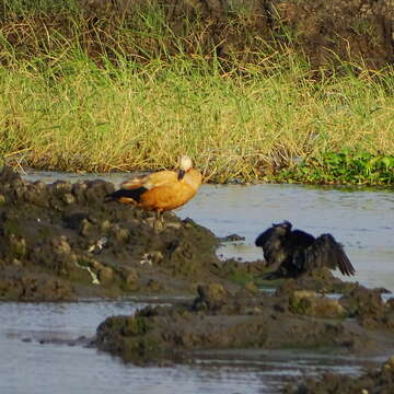 Image of Ruddy Shelduck