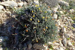 Onosma fruticosa resmi