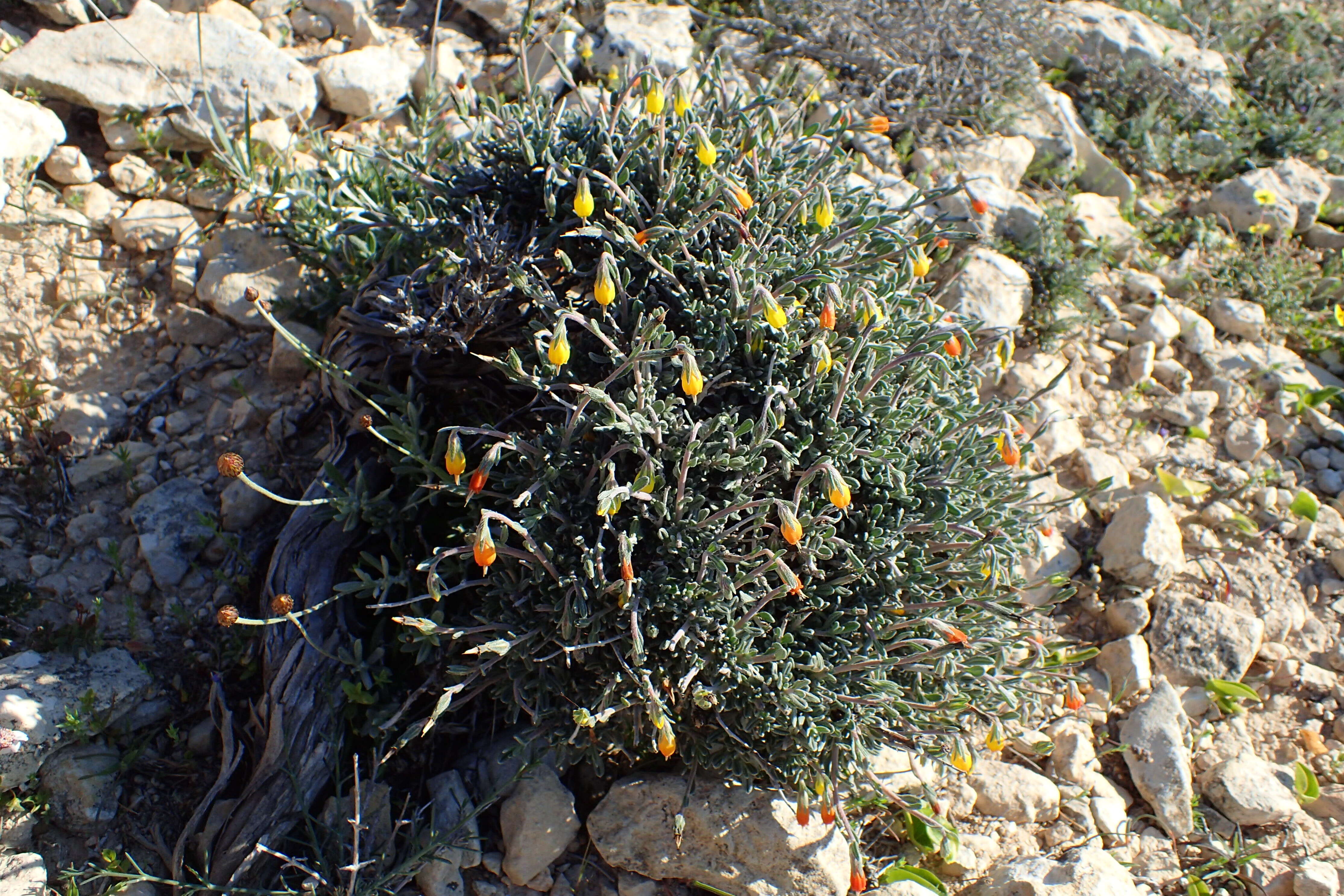 Onosma fruticosa resmi