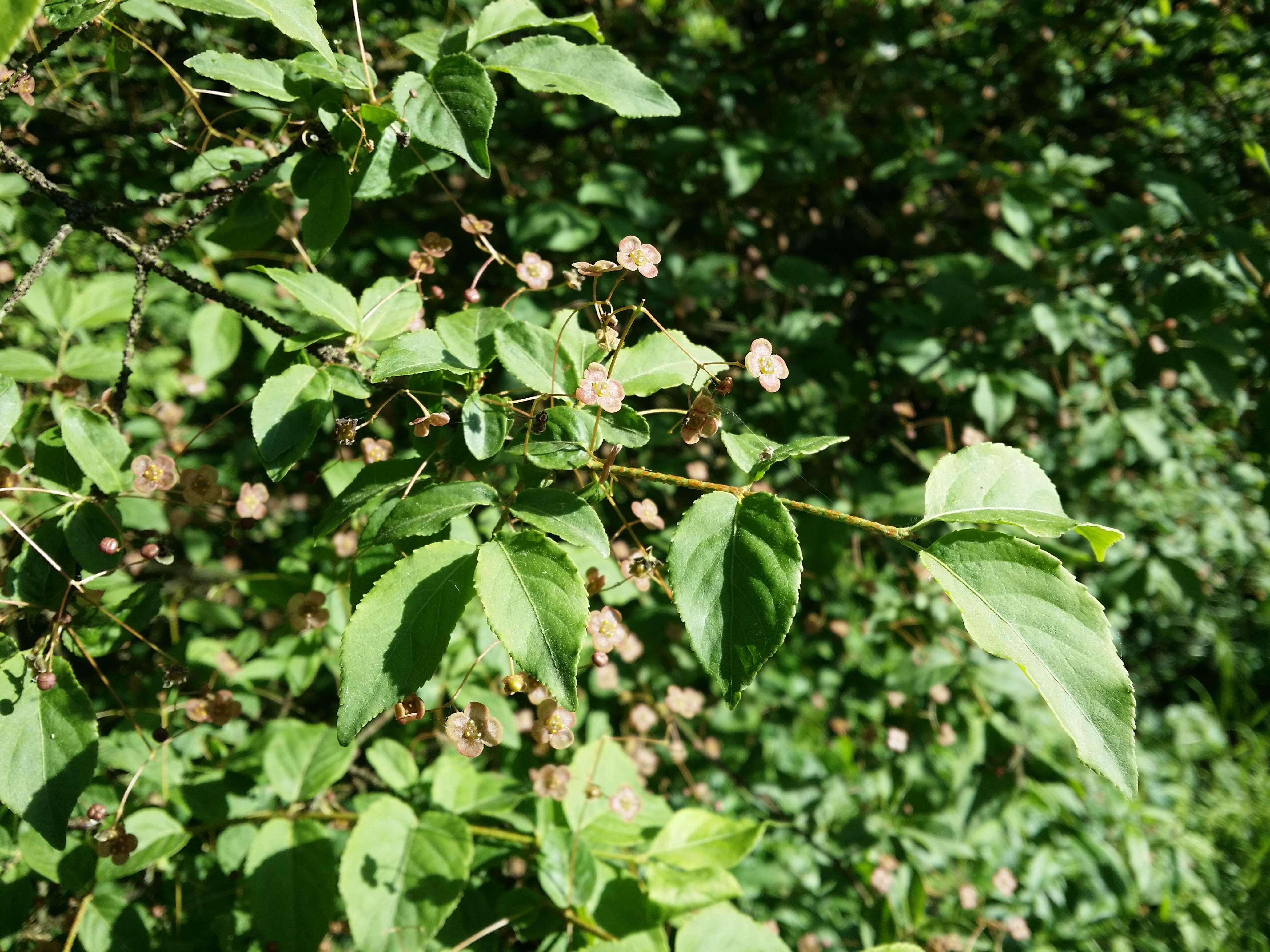 Image of Euonymus verrucosus Scop.