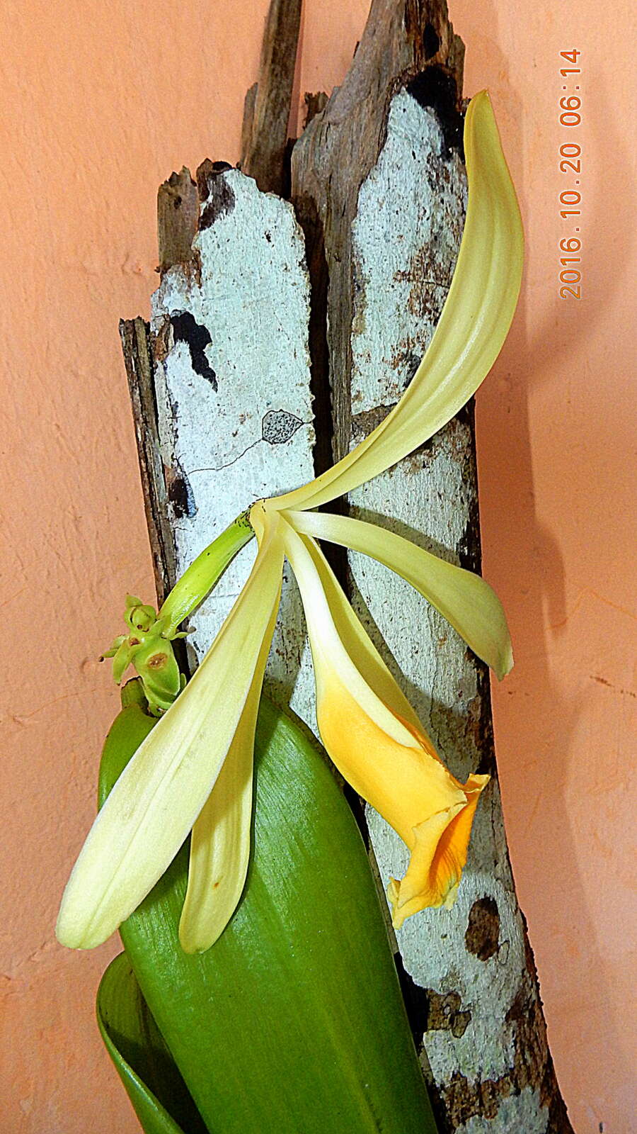 Image of West Indian vanilla