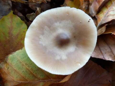 Image of Rhodocollybia butyracea (Bull.) Lennox 1979