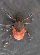 Image of Common sheep tick