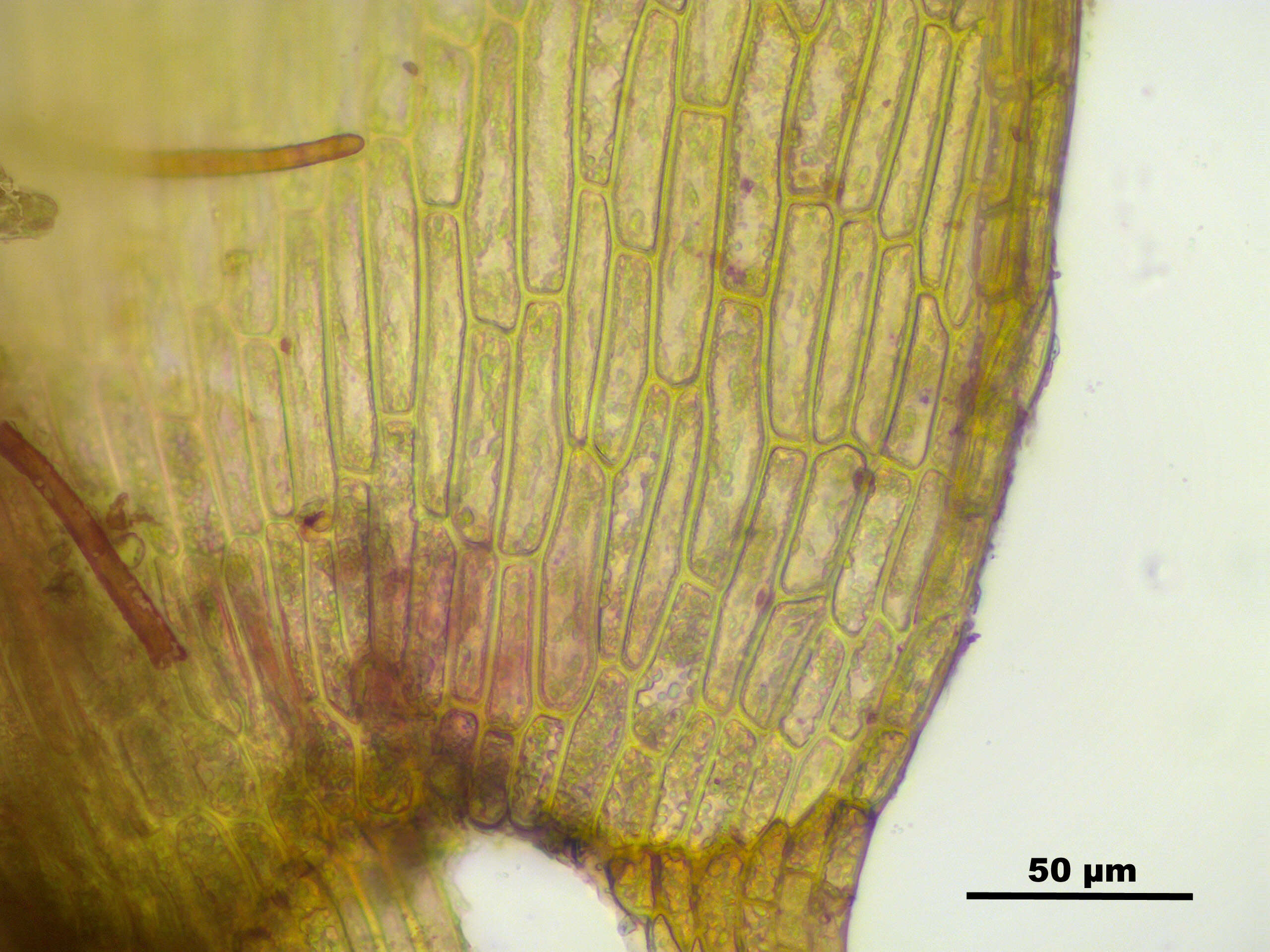 Image of paludella moss