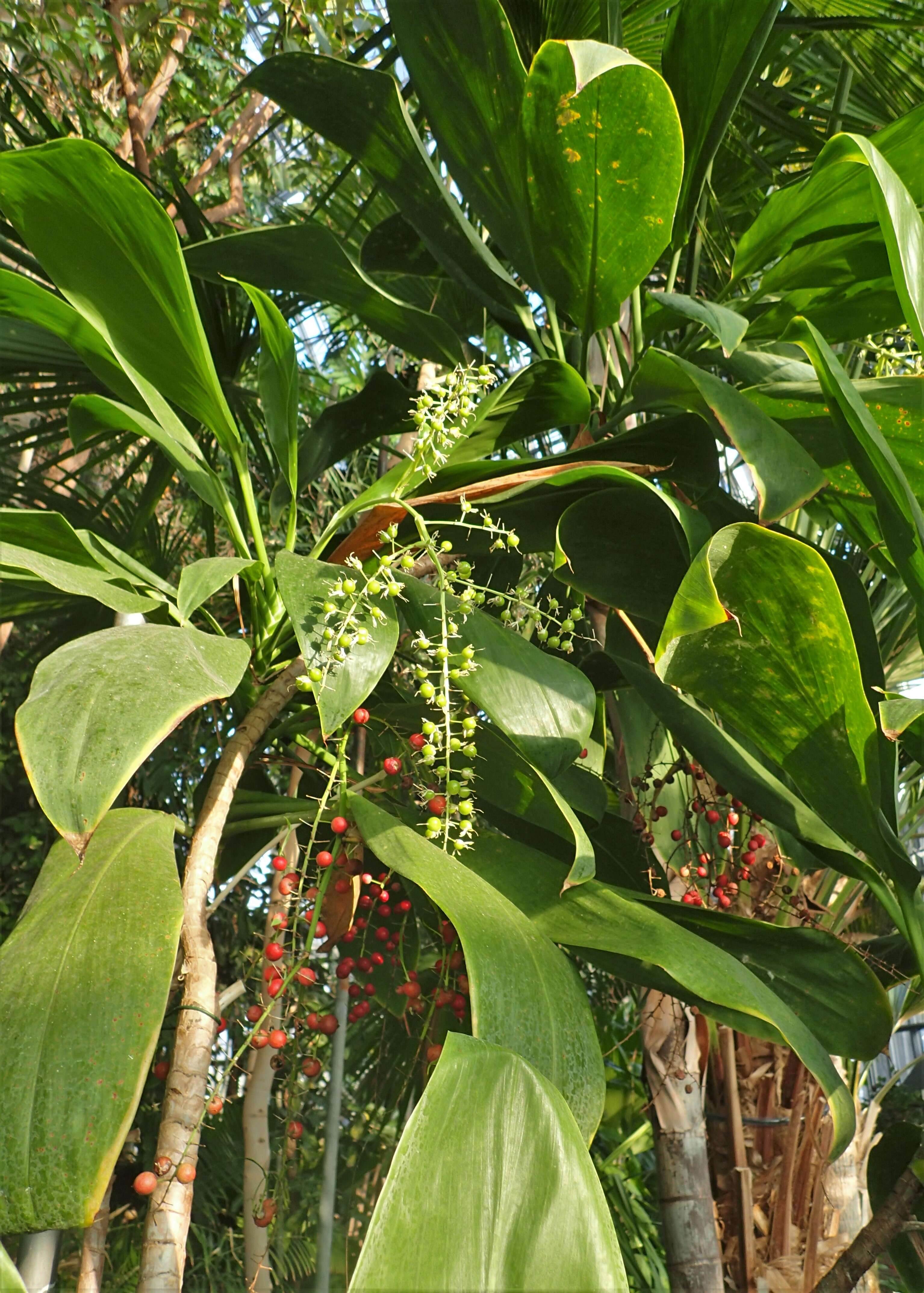 Image of Cordyline manners-suttoniae F. Muell.