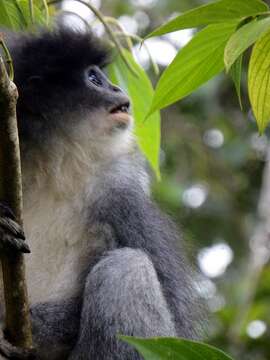 Image of Grizzled Leaf Monkey