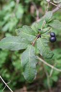 Lonicera nigra L. resmi