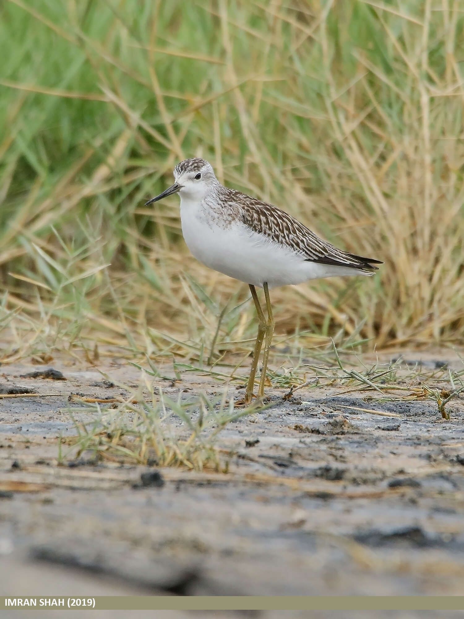 Image of Marsh Sandpiper