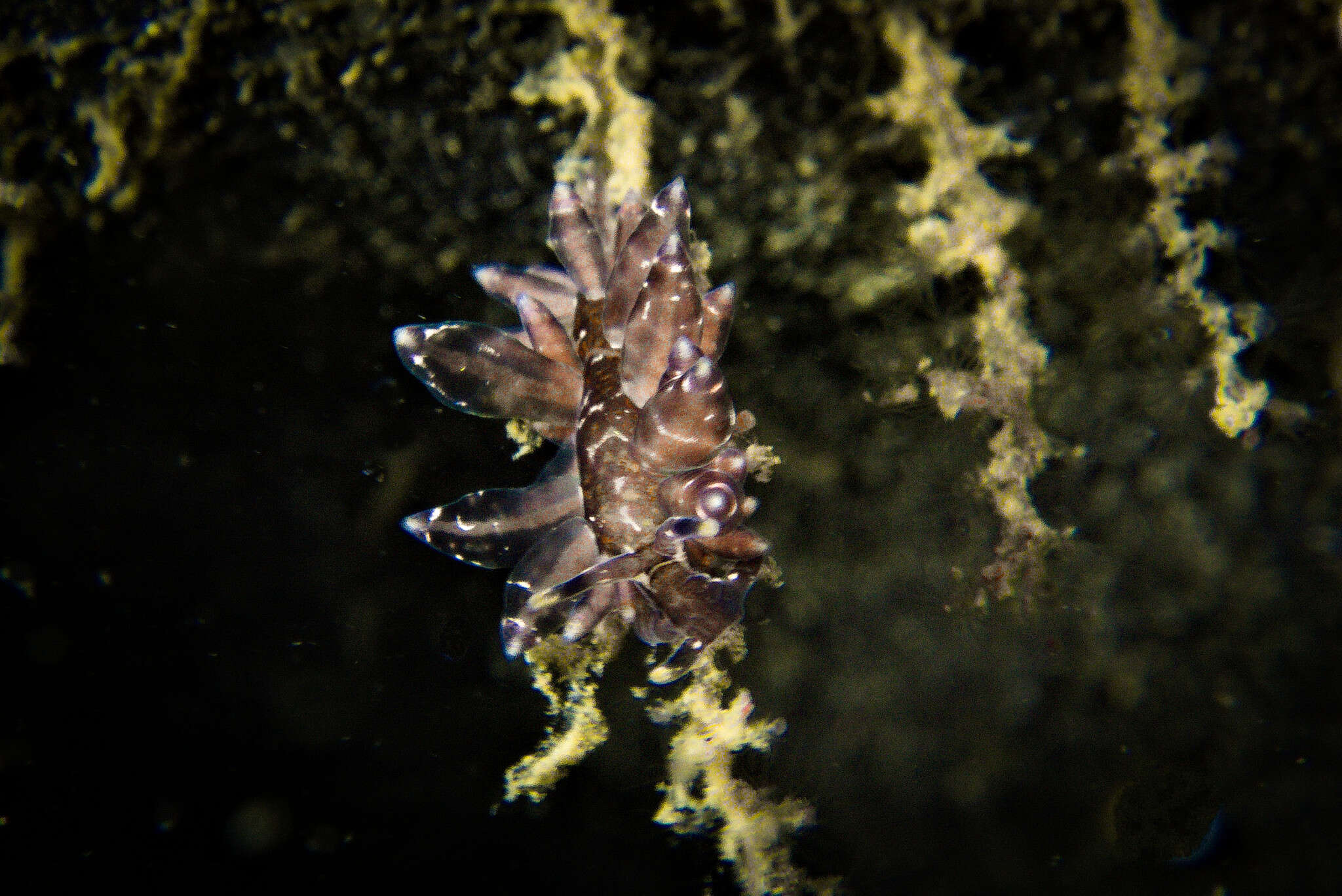 Image of Amphorina viriola Korshunova, Malmberg, Prkić, Petani, Fletcher, Lundin & Martynov 2020