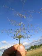 Image of smallflower lovegrass