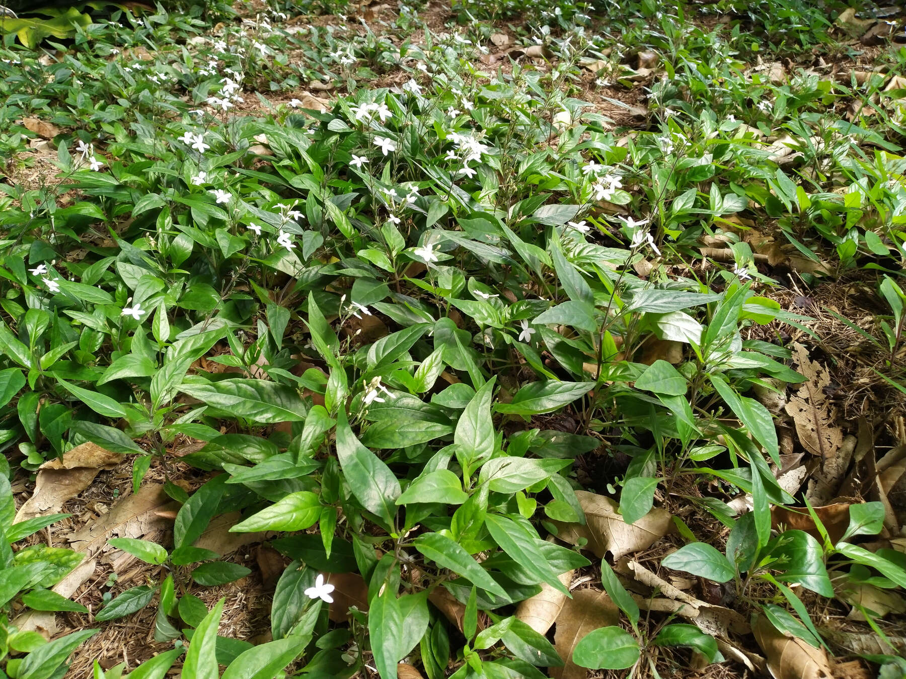 Pseuderanthemum variabile (R. Br.) Radlk. resmi